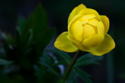 Globeflower - Trollius europaeus