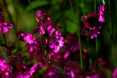 Pink flower