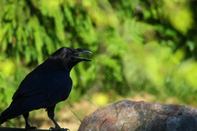 Raven - Corvus corax - Cuervo - corb