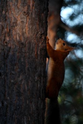 Red Squirrel - Sciurus vulgaris - Ardilla roja - Esquirol roig