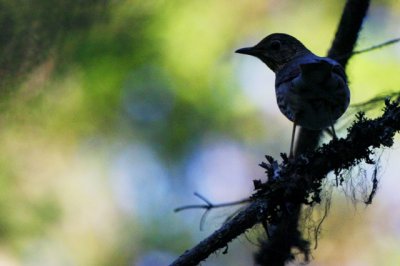 Song Thrush - Turdus philomellos - Zorzal comun - Tord comu