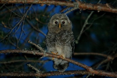 Ural Owl chicks - Strix uralensis - Carabo uralense pollos - Gamarus dels Urals pollets