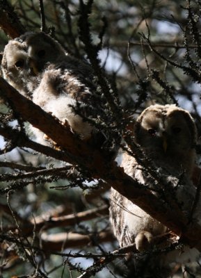 Ural Owl chicks - Strix uralensis - Carabo uralense pollos - Gamarus dels Urals pollets