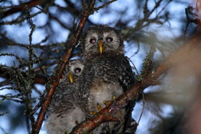 Ural Owl chicks - Strix uralensis - Carabo uralense pollos - Gamarus dels Urals pollets