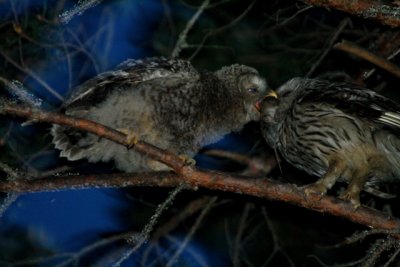 Ural Owl feeding its chick - Strix uralensis - Carabo uralense dando de comer a su pollo - Gamarus dels Urals donant menjar poll