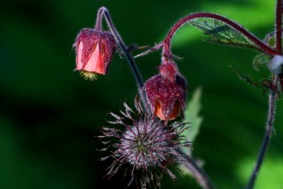 Water avens - Geum rivale