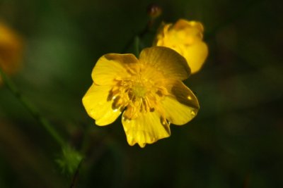 buttercup - ranunculus