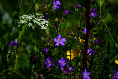 Flowers