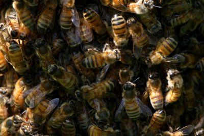 Honey bees plus queen