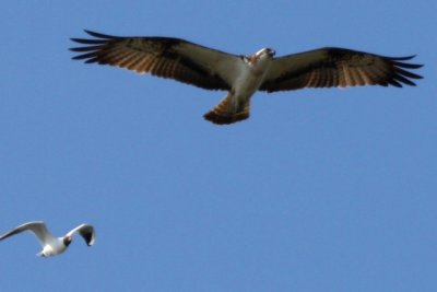 Osprey been mopped by a Black-headed gull - Pandioan Halietus - Aguila pescadora