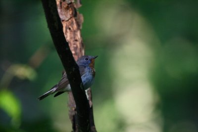 Red-breasted flycatcher male - Ficedula parva - Papamoscas papirojo - Papamosques menut