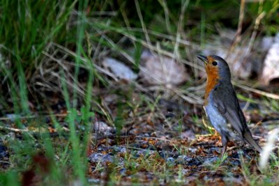 Robin - Erithacus rubecula - Petirojo - Pitroig