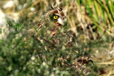 Short-eared Owl - Asio flameus - Buho o lechuza Campestre - Mussol Emigrant