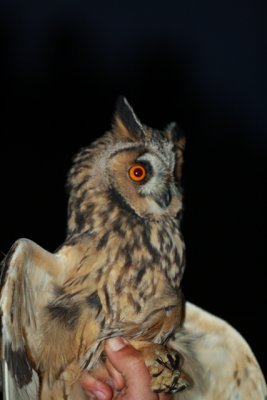 Long-eared Owl - Asio otus - Mussol Banyut - Buho chico - Hibou moyen-duc