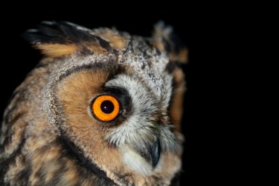 Long-eared Owl - Asio otus - Mussol Banyut - Buho chico - Hibou moyen-duc