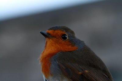 g1/43/447743/3/130384276.3v67p6mx.jpg