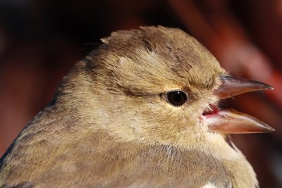 Chaffinch - Fringilla coelebs - Pinzn - Pins - Pinson des arbres