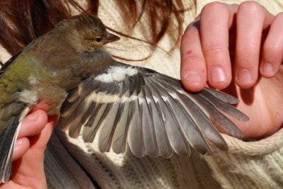 Chaffinch - Fringilla coelebs - Pinzn - Pins - Pinson des arbres