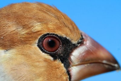 Hawfinch - Coccothraustes coccothraustes - Picogordo - Durbec - Grosbec casse-noyaux