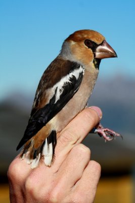 Hawfinch - Coccothraustes coccothraustes - Picogordo - Durbec - Grosbec casse-noyaux