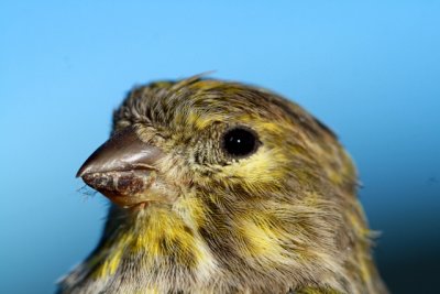 Serin - Serinus serinus - Verdecillo - Gafarr - Serin cini