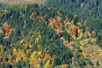 autumn colors in the Alpine forests