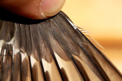 Chaffinch - Fringilla coelebs - Pinzn - Pins - Pinson des arbres