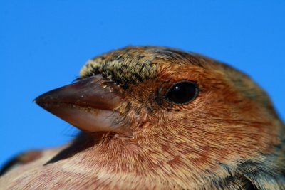 Gallery from Chaffinches - Fringilla coelebs - Pinzn - Pins - Pinson des arbres