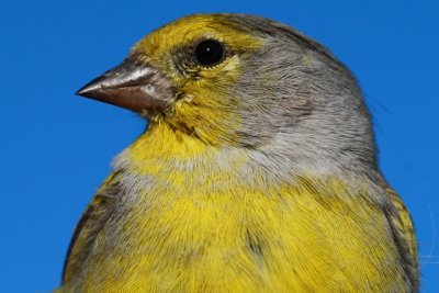 Citril finch - Carduelis citrinella - Verdern serrano - Llucareta - Venturon Montagnard