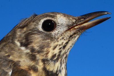 Mistle Thrush - Turdus Viscivorus - Zorzal Charlo - Griva - Grive draine