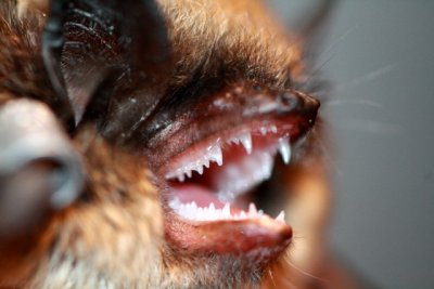 Bat - Murcielago - Ratpenat - Murisec
