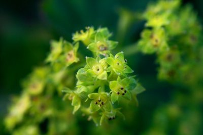 Green Flower