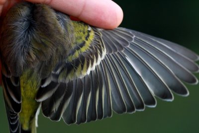 Citril finch - Carduelis citrinella - Verdern serrano - Llucareta - Venturon Montagnard