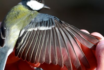 Young Great Tit - Parus major - Carbonero Comn joven - Mallarenga Carbonera jove - Msange charbonnire - Kohlmeise