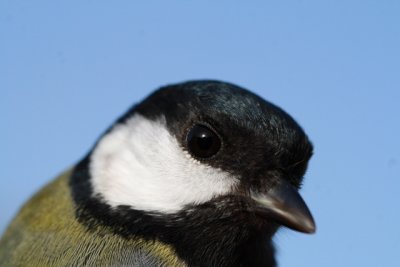Great Tit - Parus major - Carbonero Común - Mallarenga Carbonera - Mésange charbonnière - Kohlmeise