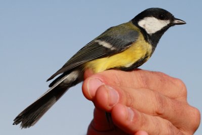 Great Tit - Parus major - Carbonero Comn - Mallarenga Carbonera - Msange charbonnire - Kohlmeise