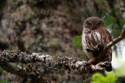 Pigmy Owl - Glaucidium passerinum - Mochuelo Chico o Boreal - Mussol menut - Chevchet d'Europe