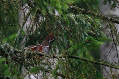 Hazel Grouse - Bonasia bonasia - Grevol - Grvol - Gelinot