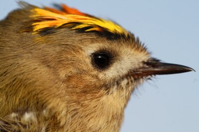 Goldcrest - Regulus regulus - Reyezuelo sencillo - Reiet - Wintergoldhhnchen