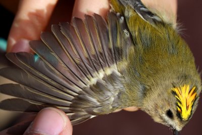 Goldcrest - Regulus regulus - Reyezuelo sencillo - Reiet - Wintergoldhhnchen