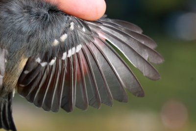 Coal Tit - Parus ater - Carbonero Garrapinos - Mallarenga petita - Msange noir