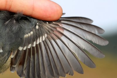 Coal Tit - Parus ater - Carbonero Garrapinos - Mallarenga petita - Msange noir