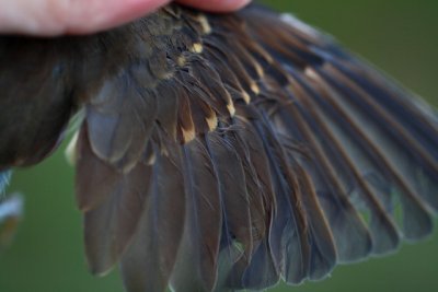 Song Thrush - Turdus philomelos - Zorzal común - Tord comú - Grive musicienne - Singdrossel - Tordo bottaccio - Filomela