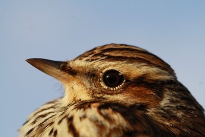 Woodlark - Lullula arborea - Totovía - Cotoliu - Alouette lulu - Heidelerche - Tottavilla - Lodola da guaud