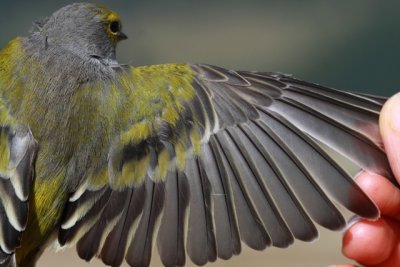 Citril finch - Carduelis citrinella - Verdern serrano - Llucareta - Venturon Montagnard