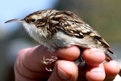 Short-toed Treecreeper - Certhia brachydactyla - Agateador Comn - Raspinell com - Grimpereau des jardins - Gartenbaumlufer