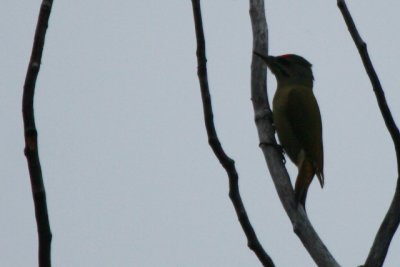 Grey-headed Woodpecker - Picus canus - Pito o Pico Cano - Picot cendrs - Pic cendr - Grauspecht - Piccio cenerino