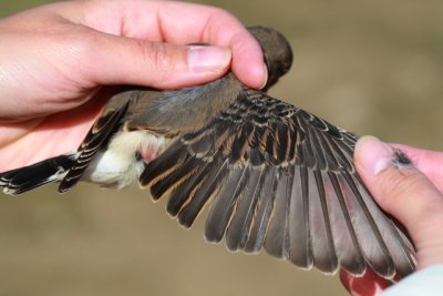 Common or Northern wheatear - Oenanthe oenanthe - Collalba gris - Clit gris - Traquet Motteux - Steinschmtzer - Culbianco