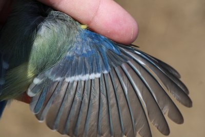 Blue Tit - Parus caeruleaus - Cyanistes caeruleus - Herrerillo Comn - Mallarenga Blava - Msange Bleue - Blaumeise - Cinciarell