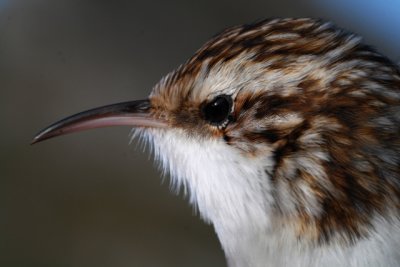 Common Treecreeper - Certhia familia - Agateador norteo - Raspinell pirinenc - Grimpereau des bois - Waldbaumlufer - Rammpichi